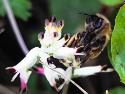 Anthophore commune, Anthophore plumeuse, Anthophor Anthophora plumipes (Pallas, 1772)