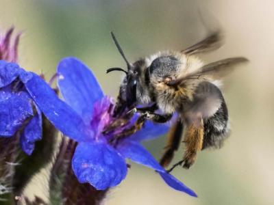 Anthophore commune, Anthophore plumeuse, Anthophor Anthophora plumipes (Pallas, 1772)