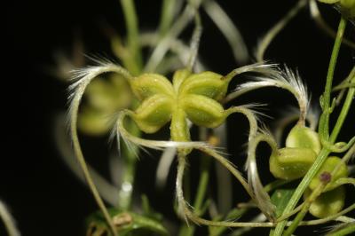 Clématite flamme, Clématite odorante Clematis flammula L., 1753
