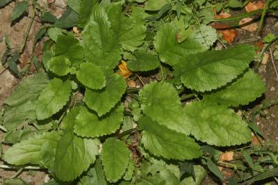 Scrofulaire aquatique, Scrofulaire de Balbis Scrophularia auriculata L., 1753