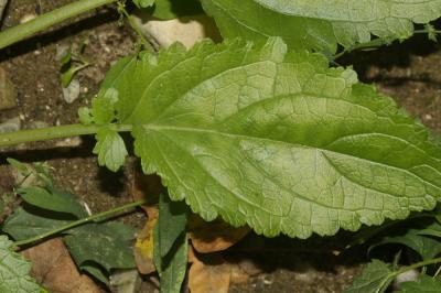 Scrofulaire aquatique, Scrofulaire de Balbis Scrophularia auriculata L., 1753