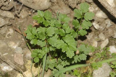 Petit pigamon, Pigamon mineur, Pigamon des dunes Thalictrum minus L., 1753