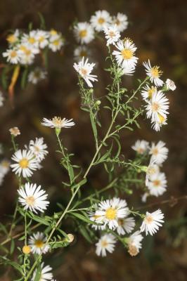 Aster à feuilles de Saule Symphyotrichum x salignum (Willd.) G.L.Nesom, 1995