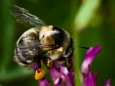 Anthophore obtuse Anthophora retusa (Linnaeus, 1758)