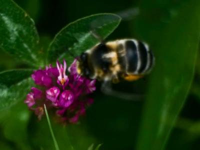 Anthophore obtuse Anthophora retusa (Linnaeus, 1758)