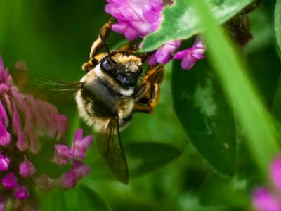 Anthophore obtuse Anthophora retusa (Linnaeus, 1758)