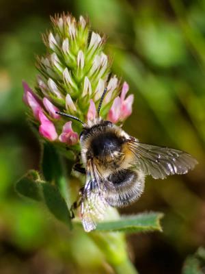 Anthophore obtuse Anthophora retusa (Linnaeus, 1758)