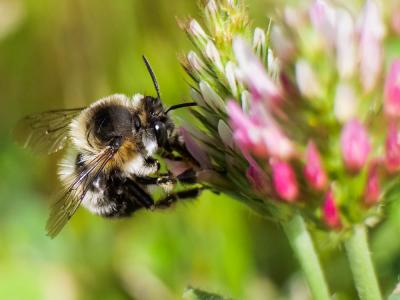 Anthophore obtuse Anthophora retusa (Linnaeus, 1758)