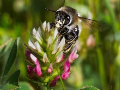 Anthophore obtuse Anthophora retusa (Linnaeus, 1758)
