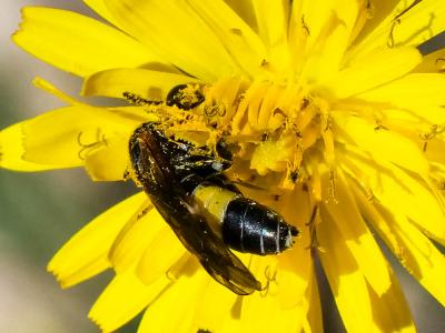  Paratenthredo frauenfeldii (Giraud, 1857)