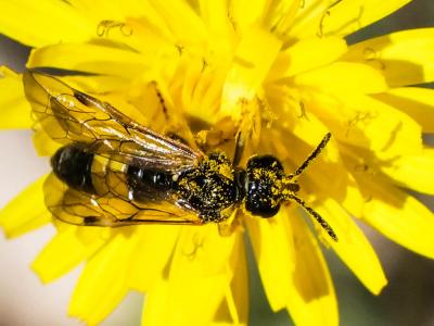  Paratenthredo frauenfeldii (Giraud, 1857)