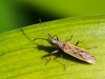  Paromius gracilis (Rambur, 1839)
