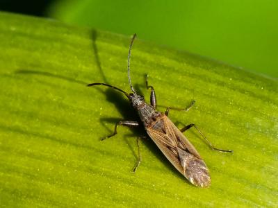  Paromius gracilis (Rambur, 1839)