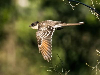 Coucou geai Clamator glandarius (Linnaeus, 1758)