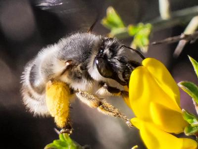 Anthophore à tarses gonflés Anthophora dispar Lepeletier, 1841