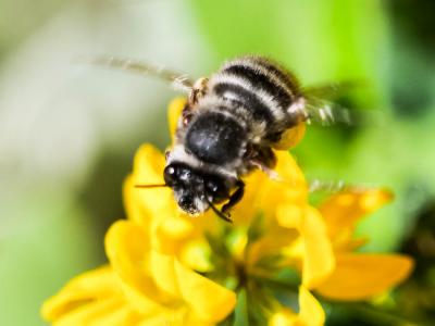 Anthophore à tarses gonflés Anthophora dispar Lepeletier, 1841