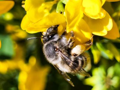Anthophore à tarses gonflés Anthophora dispar Lepeletier, 1841