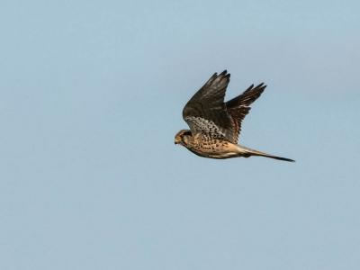 Faucon crécerelle Falco tinnunculus Linnaeus, 1758