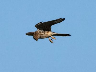 Faucon crécerelle Falco tinnunculus Linnaeus, 1758