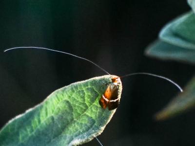  Adela australis (Heydenreich, 1851)