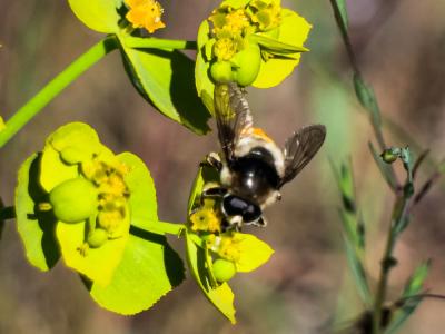  Merodon clavipes (Fabricius, 1781)