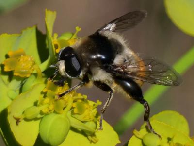  Merodon clavipes (Fabricius, 1781)
