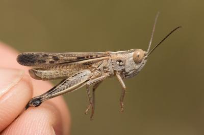 Criquet des Ibères Ramburiella hispanica (Rambur, 1838)