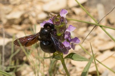 Abeille charpentière, Xylocope violet Xylocopa violacea (Linnaeus, 1758)