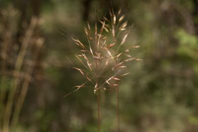 Chrysopogon grillon Chrysopogon gryllus (L.) Trin., 1820