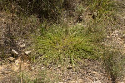 Chrysopogon grillon Chrysopogon gryllus (L.) Trin., 1820