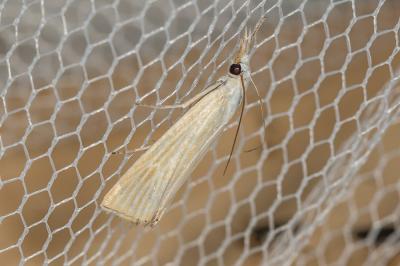  Xanthocrambus delicatellus (Zeller, 1863)