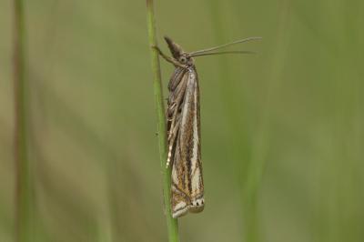  Crambus lathoniellus (Zincken, 1817)