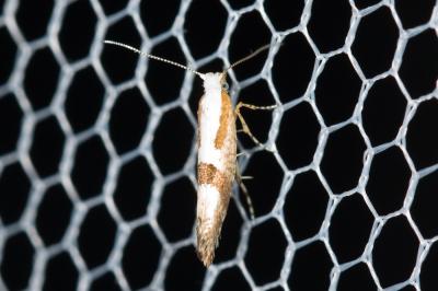  Argyresthia pruniella (Clerck, 1759)