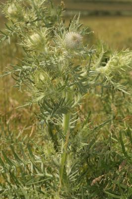 Cirse laineux, Cirse aranéeux Cirsium eriophorum (L.) Scop., 1772