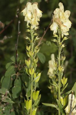 Aconit de Naples Aconitum lycoctonum subsp. neapolitanum (Ten.) Nyman, 1878