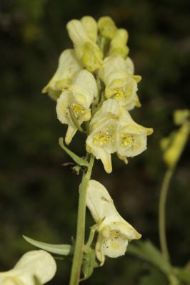 Aconit de Naples Aconitum lycoctonum subsp. neapolitanum (Ten.) Nyman, 1878