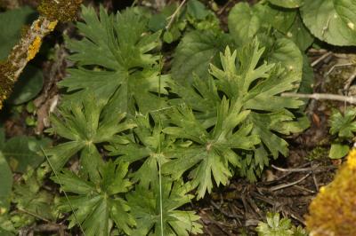 Aconit de Naples Aconitum lycoctonum subsp. neapolitanum (Ten.) Nyman, 1878
