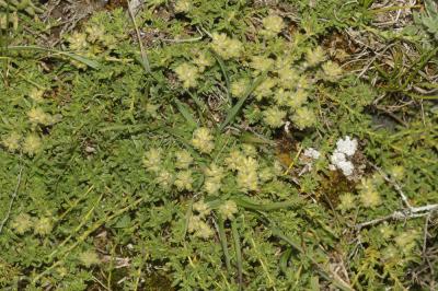 Thyms des Dolomies, Thym de la dolomie Thymus dolomiticus H.J.Coste, 1893
