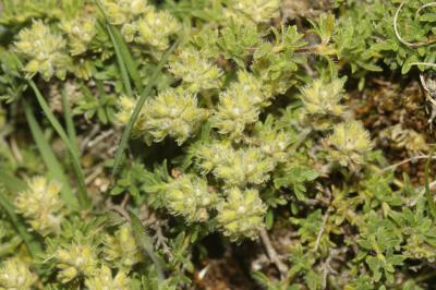 Thyms des Dolomies, Thym de la dolomie Thymus dolomiticus H.J.Coste, 1893