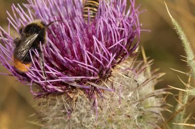 Bourdon des pierres Bombus lapidarius (Linnaeus, 1758)