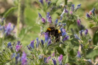 Bourdon terrestre (Le) Bombus terrestris (Linnaeus, 1758)