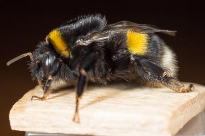 Bourdon terrestre (Le) Bombus terrestris (Linnaeus, 1758)