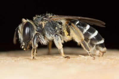  Andrena intermedia Thomson, 1870