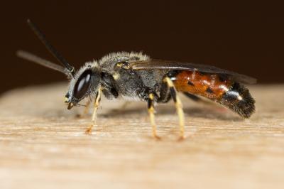  Lasioglossum albipes (Fabricius, 1781)