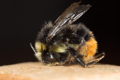 Bourdon des pierres Bombus lapidarius (Linnaeus, 1758)