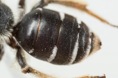  Andrena ovata