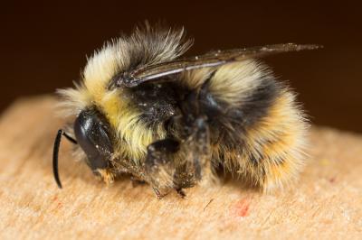 Bourdon des prés Bombus pratorum (Linnaeus, 1760)
