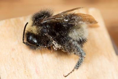 Psithyre sylvestre Bombus sylvestris (Lepeletier, 1832)