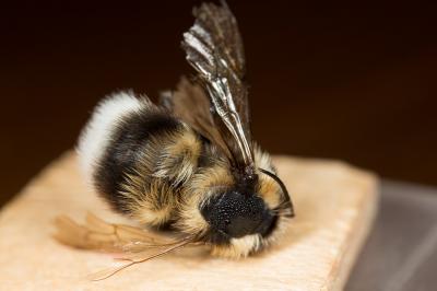 Bourdon des jardins Bombus hortorum (Linnaeus, 1760)