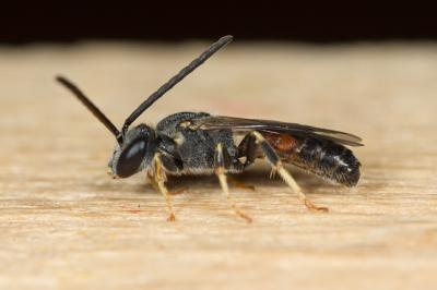  Lasioglossum mediterraneum (Blüthgen, 1926)